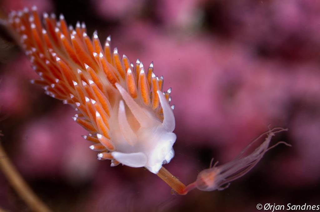Gulen Dive Resort Dalsoyra ภายนอก รูปภาพ